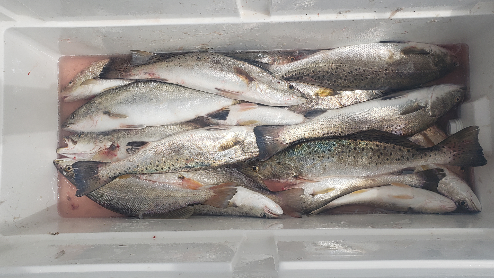 fishing with Capt. Blake Benson